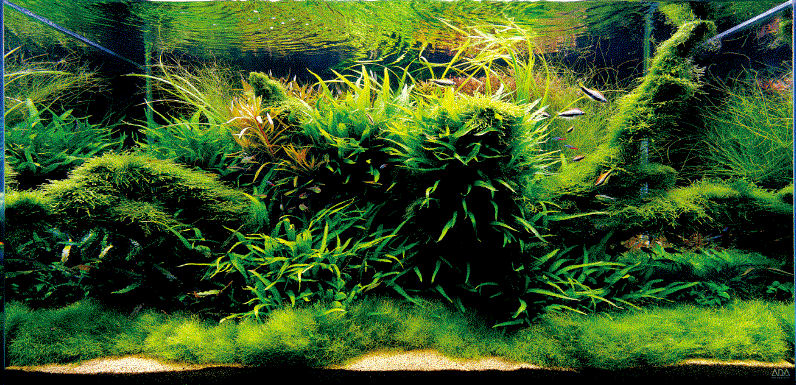 Aquarium Süsswasser mit vielen grünen Pflanznen