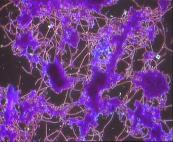 Microskopieren Praeperat Fasern blau gefaerbt