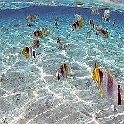 Im Hafen von Honolulu sieht im im klaren Wasser so die bunten Fische schwimmen