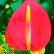 Blüte im Cloud Forest       