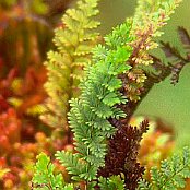 Viel Farne im Cloud Forest