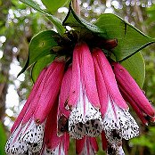 Pflanzenblüte im Cloud Forest