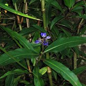 Blüte im Cloud Forest           