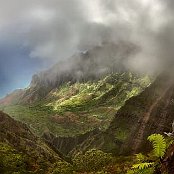 Cloud Forest 