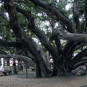 Banyan Baum Lahaina        