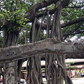 Banyan Baum Lahaina    18 m hoch und beschattet eine Fläche von 2.700 qm   er wurde aus Indien eingeführt und 1873 hier gepflanzt     
