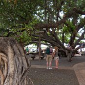 Banyan Baum Lahinia 