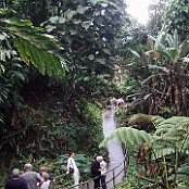 Ausflug in den Regenwald auf Touri - Wegen           